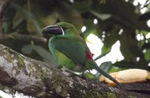 Mindo Cloud Forest (PRIVATE Day Trip from Quito)