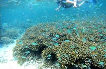 Half day tour with Snorkel at Sancturary and Sulpa island 