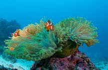 Scuba Diver Course (PADI)