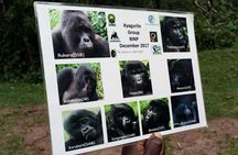 3 Days Gorilla trekking Safari Uganda, Bwindi Impenetrable Forest