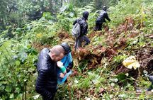 3 Days Gorilla trekking Safari Uganda, Bwindi Impenetrable Forest