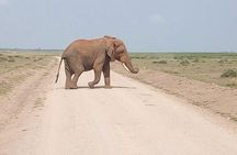 Masai Mara Full Day Tour from Nairobi, Naivasha or Nakuru