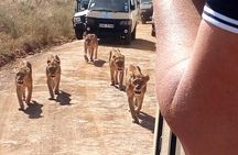 2 days Tsavo East National park tour