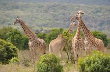 5 days Safari to Tarangire, Ngorongoro, Serengeti and Lake Manyara