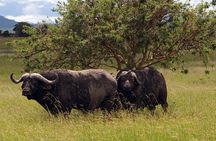 5-Day Mikumi & Ruaha Tanzania Wildlife Lodge Safari