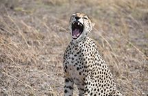 6 Days: Classic Camping( Tarangire, Manyara, Serengeti And Ngorongoro).