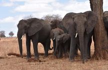 6 Days: Classic Camping( Tarangire, Manyara, Serengeti And Ngorongoro).