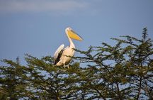 7 Days: Great Migration Mara River Crossing(manyara, Ngorongoro And Serengeti)
