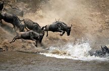 7 Days: Great Migration Mara River Crossing(manyara, Ngorongoro And Serengeti)