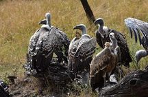 7 Days: Great Migration Mara River Crossing(manyara, Ngorongoro And Serengeti)