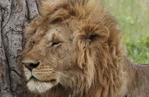 Animal Migration Safaris , Destination - Kenya