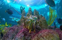 Full-Day Tour of Florida Keys Including Aquarium Encounters from Key West