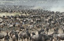 4 days Join Group safari in Serengeti, Ngorongoro and Lake Manyara National Park