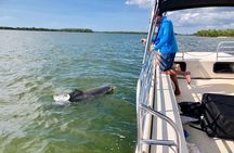 Dolphin and Shelling Cruise for up to 12 people