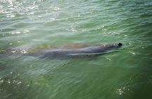 Dolphin and Shelling Cruise for up to 12 people