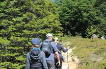 Private Patagonian Forest Hike in Punta Arenas: 4 Hour