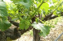 8 Hour - Napa and Sonoma Private Wine Tour