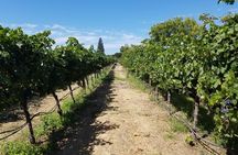 Private Full-Day Napa Wine Tour in a Luxury Vehicle