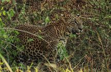 Private Day Tour: Yala National Park Safari Tour from Galle & Weligama
