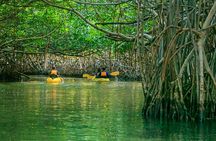 Bio Bay Night Kayaking with Transport from San Juan 