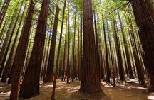 Private Full-Day Rotorua Tour from Auckland