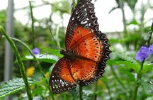2Days 1Night Cameron Highland and Penang Island Private Tour from Kuala Lumpur