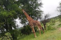 Pilanesberg full day safari private 