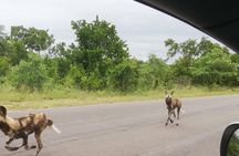 Pilanesberg full day safari private 