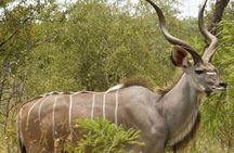 One day Kruger National Park tour Private