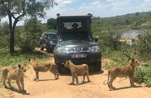 Morning Safari in Kruger National Park from Hazyview (AM KNP)