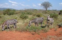1-Day Tsavo East Safari From Mombasa