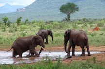 1-Day Tsavo East Safari From Mombasa