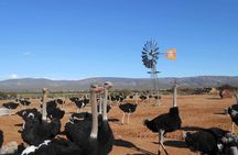 5 Day Garden Route and Addo Safari - Best of South Africa Small Group Tour