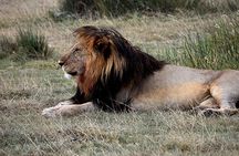 5 Days : Tanzania Highlights( Tarangire, Serengeti And Ngorongoro Conservation)