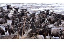 5 Days : Tanzania Highlights( Tarangire, Serengeti And Ngorongoro Conservation)