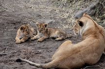 5 Days : Tanzania Highlights( Tarangire, Serengeti And Ngorongoro Conservation)