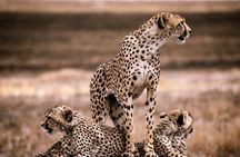 6 Days: Tanzania Classic Budget Camping And Culture.