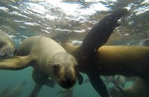 Swimming with Sea Lions in Lima