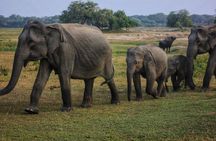 Private Day Tour: Yala National Park Safari Tour from Galle & Weligama
