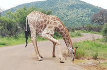 Pilanesberg Nature Reserve & Safari Park Lion Private 
