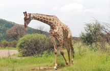 Full-Day Pilanesberg National Park from Johannesburg and Pretoria