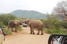 Pilanesberg Nature Reserve & Safari Park Lion Private 