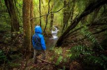 Cloud Forest Hike at Juan Castro Blanco National Park