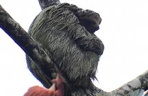 Sloth tour and Wildlife Encounter