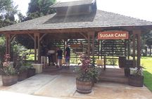 Private Appleton Estate Rum and Pelican Bar Tour from Montego Bay