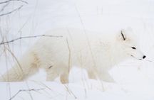 Active Winter Adventure in Yukon | 5 days