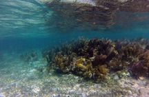 Roatan Shore Excursion - The All in one Roatan Adventure