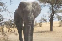 2 Days Tanzania Safari - Lake Manyara and Tarangire National Park
