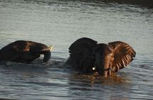Two day Kruger National Park Safari from Johannesburg