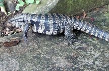Full-Day Trip to Iguazú National Park with Small-Group